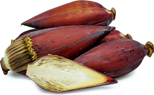 BANANA BLOSSOM/ MOCHA
