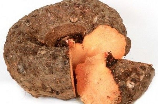 ELEPHANT FOOT YAM /OOL