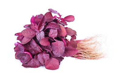 RED SPINACH/ LAL SHAK