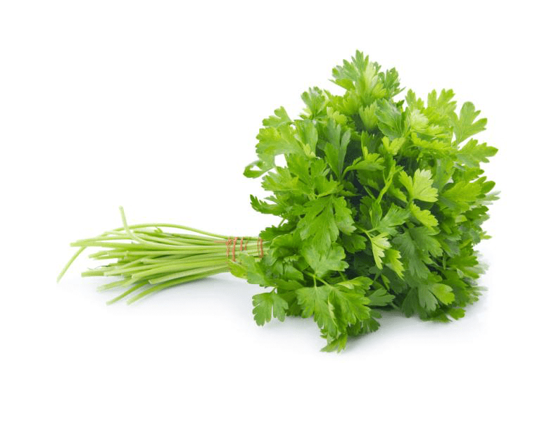 CORIANDER LEAF/ DHONE PATA