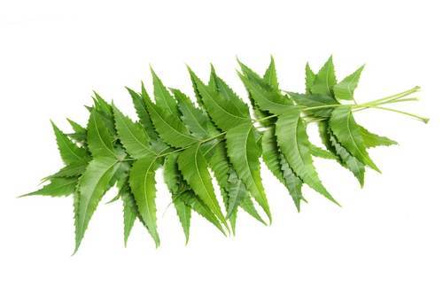 NEEM LEAF/ NEEM PATA