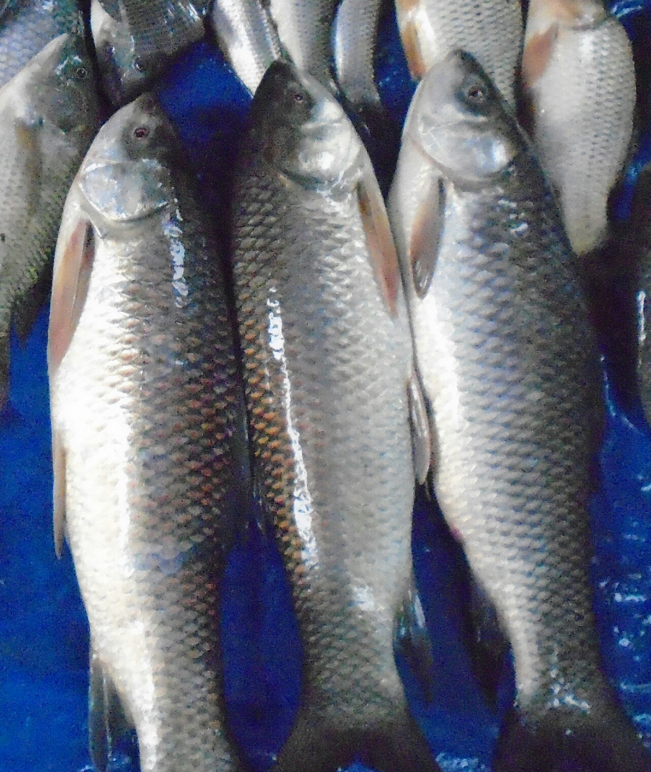 CHARAPONA
