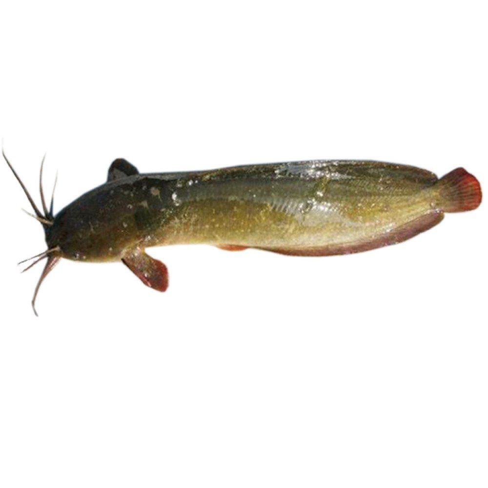 MAGUR FISH (100 gm - 150gm)