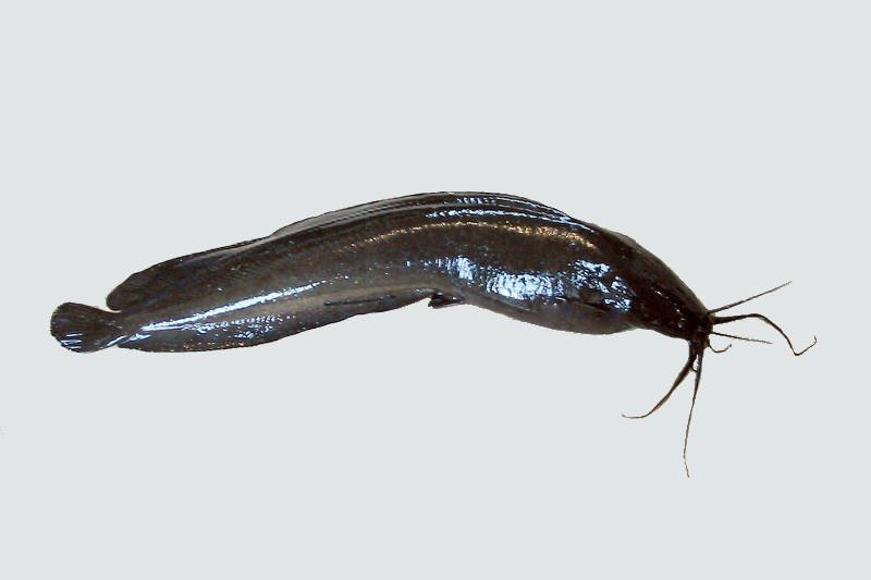 SINGI FISH (80 gm -100 gm)