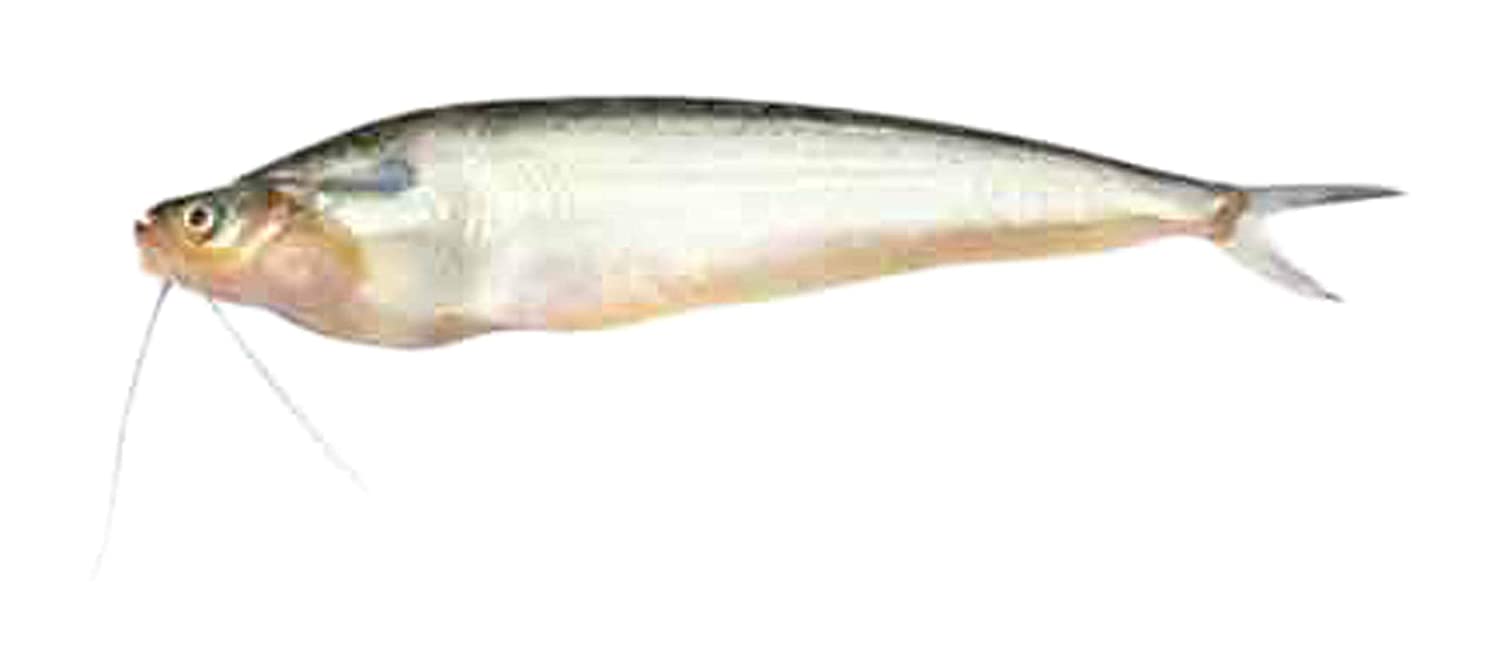 PABDA (70 gm - 100 gm)