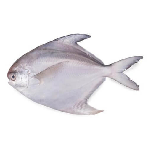 POMFRET FISH (150 gm -160 gm)