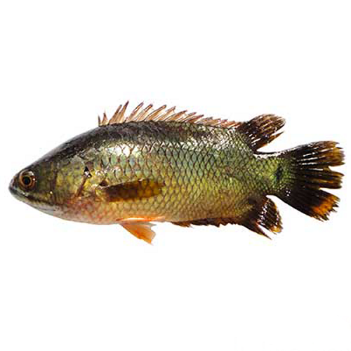 KOI FISH