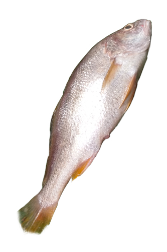 BHOLA FISH