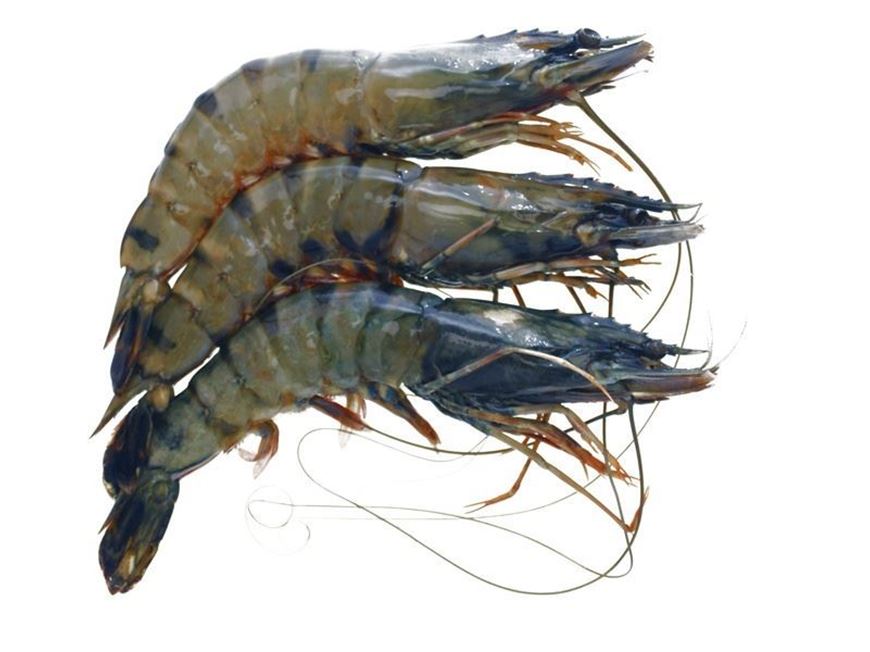 BAGDA CHINGRI