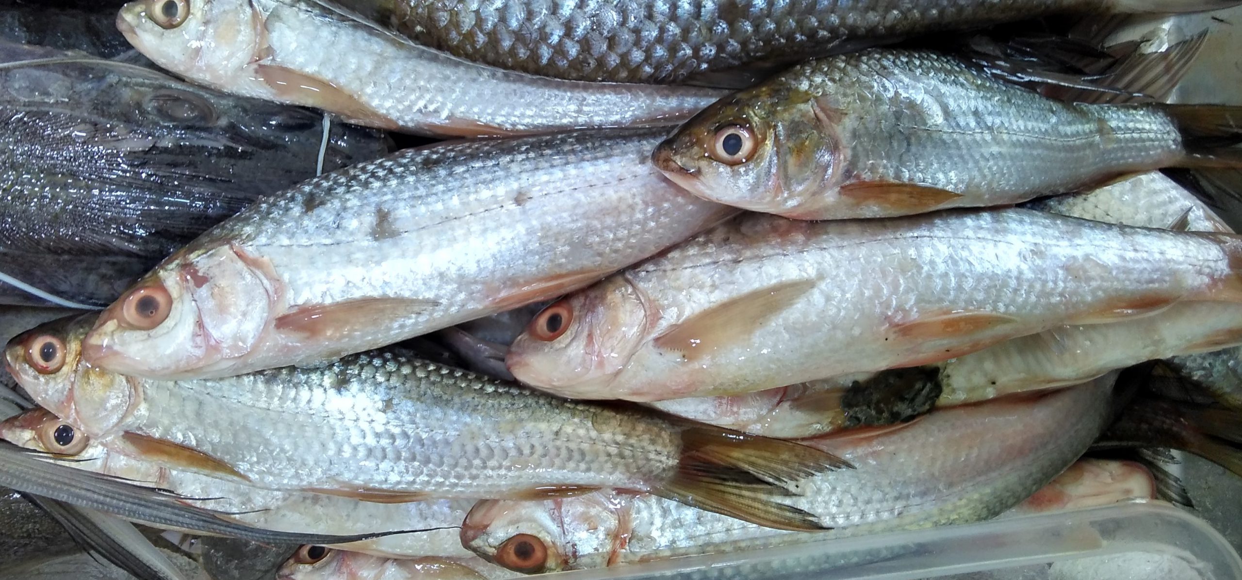 BATA FISH