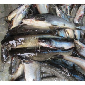 TANGRA FISH