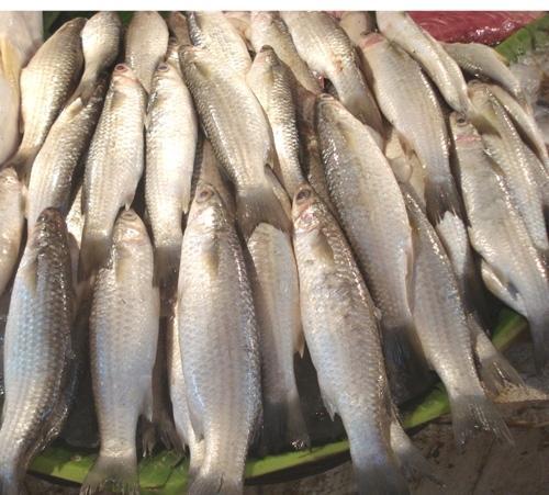PARSHE FISH
