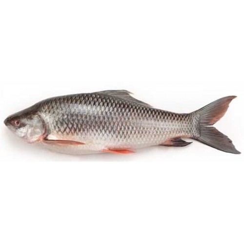 RUI FISH/RUHU FISH(1.2 kg -1.8 kg)