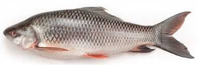 RUI FISH/RUHU FISH (2 kg- 2.5 kg)