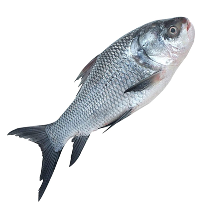 KATLA FISH (1.6 kg - 2kg)