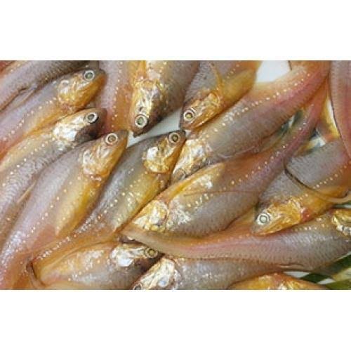 AMUDI FISH