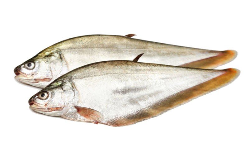 FOLUI FISH