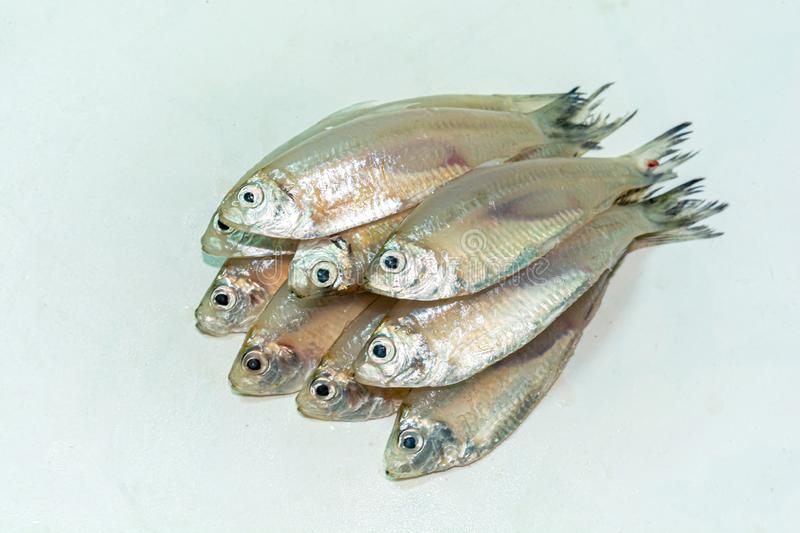 MOURALA FISH