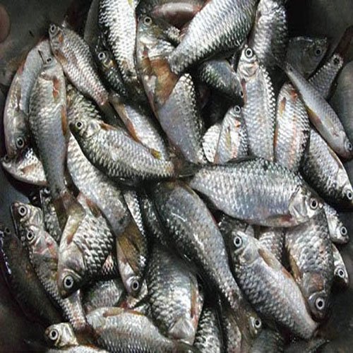 DESHI PUTI