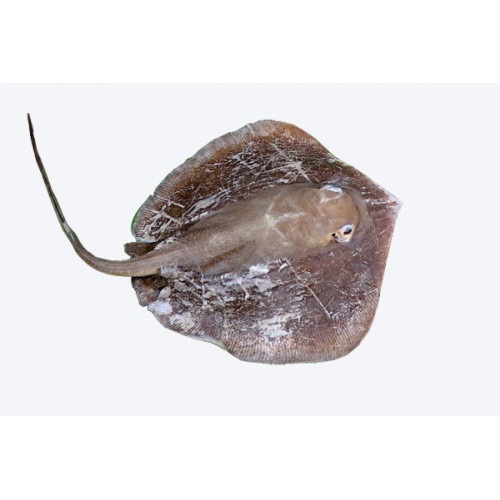 SANKAR FISH