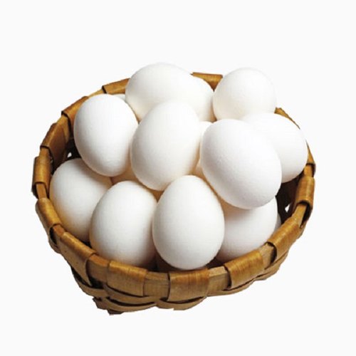 EGG POULTRY